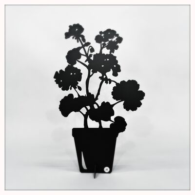 Geranium big black
