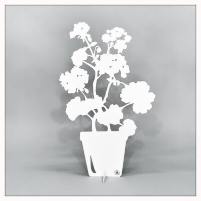 Géranium petit blanc