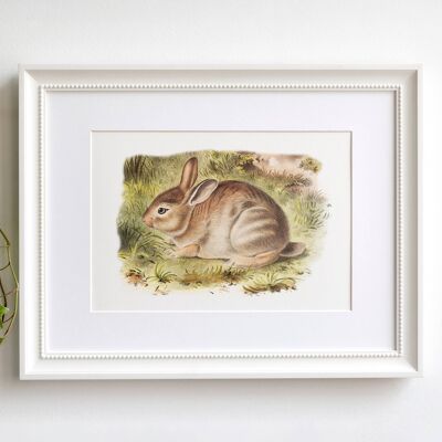 Bunny A5 size art print, vintage rabbit drawing, natural history