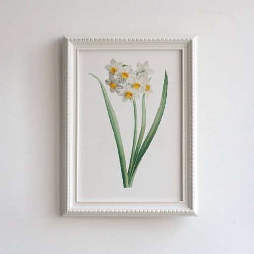 White daffodil A5 size print, vintage floral decor, botanical art
