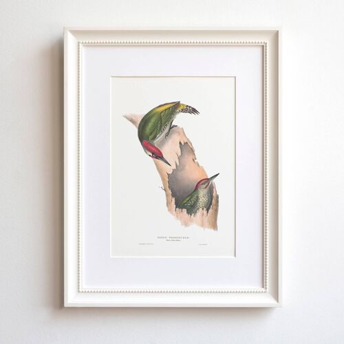 European Green Woodpecker A5 size print, natural history home decor