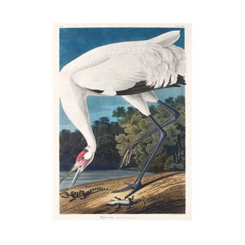 Impression de taille A5 grue blanche, peinte à l'origine par Audubon 3