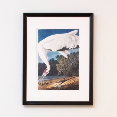Whooping crane A5 size print, originally painted by Audubon