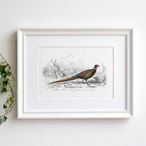 Pheasant A5 size wall art, castle in the background, hunting decor