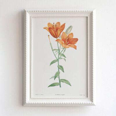 Orange Lily A5 size botanical art print, floral home decor