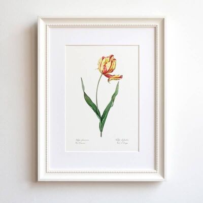 Tulip A5 size floral home decor, red and yellow fringed botanic art