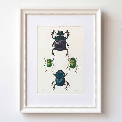 Dung beetles A5 size print, jewel beetles nature home decor