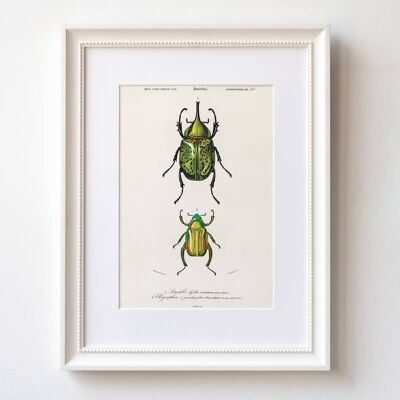 Green jewel beetles A5 size print, natural history home decor