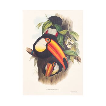 Impression d'art de taille Toucans A5, art de décor à la maison de jungle exotique 3