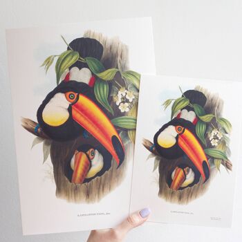 Impression d'art de taille Toucans A5, art de décor à la maison de jungle exotique 4