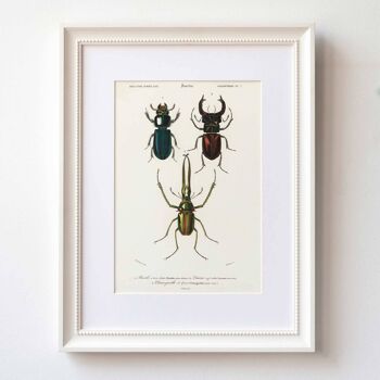 Stag beetles Impression d'art format A5, décor nature vintage 2