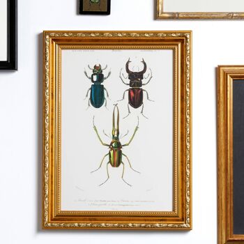 Stag beetles Impression d'art format A5, décor nature vintage 5
