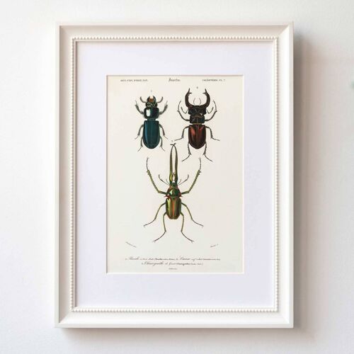 Stag beetles A5 size art print, vintage nature decor