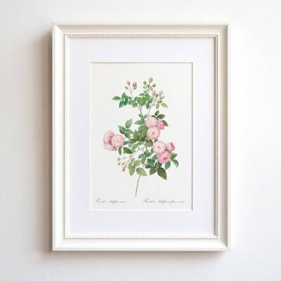 Rose Multiflora A5 size floral botanical home decor art print