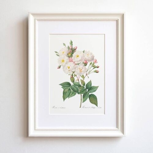 Rose Noisette A5 size art print, botanical, floral home decor