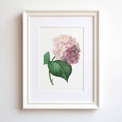 Hydrangea A5 size vintage-style floral art print, flower decor