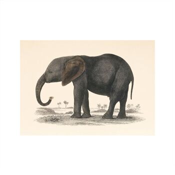 Impression d'art de taille A5 d'éléphant, décor à la maison d'animal africain, décor d'enfants 3