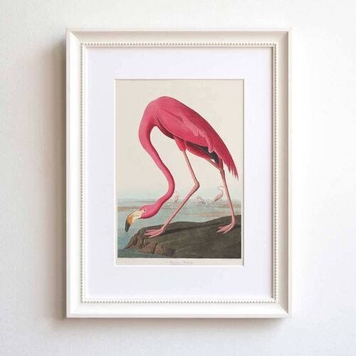 Flamingo A5 size print, vintage-style exotic natural history art