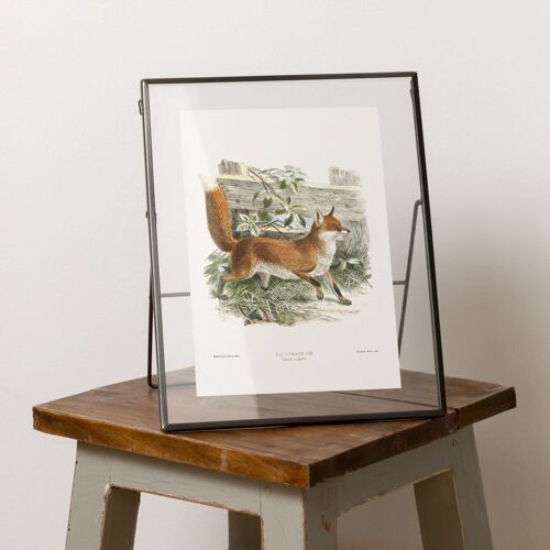 Fox A5 Size print, classical vintage woodland decor