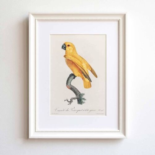Yellow parrot A5 size print for children's room, tropical decor