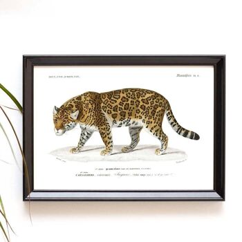Impression Jaguar au format A5 pour un design d'intérieur sur le thème de la jungle ou de l'exotisme 2