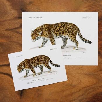 Impression Jaguar au format A5 pour un design d'intérieur sur le thème de la jungle ou de l'exotisme 3