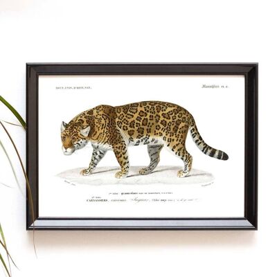 Jaguar A5 size print for jungle or exotic themed interior design