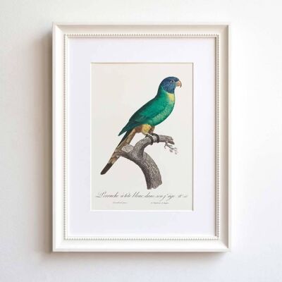 Blue-crowned parakeet A5 size print, exotic bird natural history art