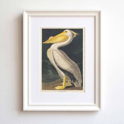 Pelican A5 size print originally painted by Audubon in the 1800s