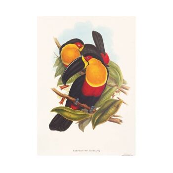 Impression de taille A5 Toucans, art mural oiseaux exotiques de la jungle 4