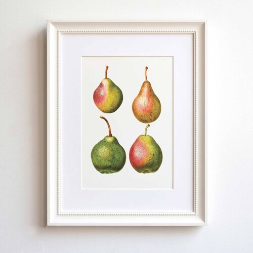 Pears A5 size print, fruit art, vintage botanical kitchen decor