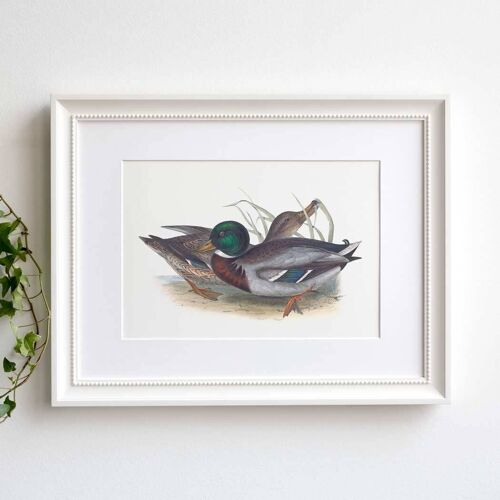 Mallard A5 size print, duck lake house or hunting decor