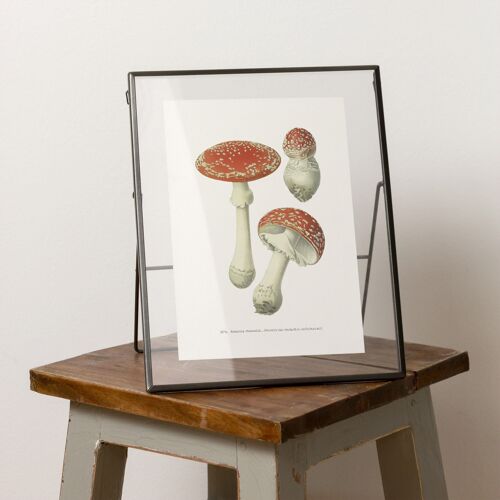 Mushroom A5 size print, cottagecore, granola girl decor