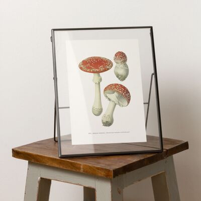 Mushroom A5 size print, cottagecore, granola girl decor