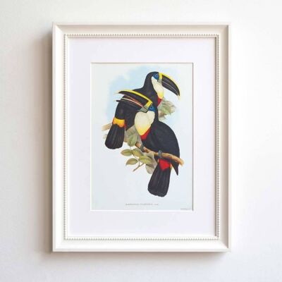 Toucans A5 size print, exotic birds home decor