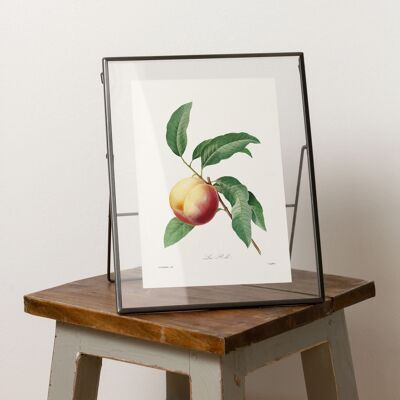 Peach A5 size print, fruit art, vintage botanical kitchen decor