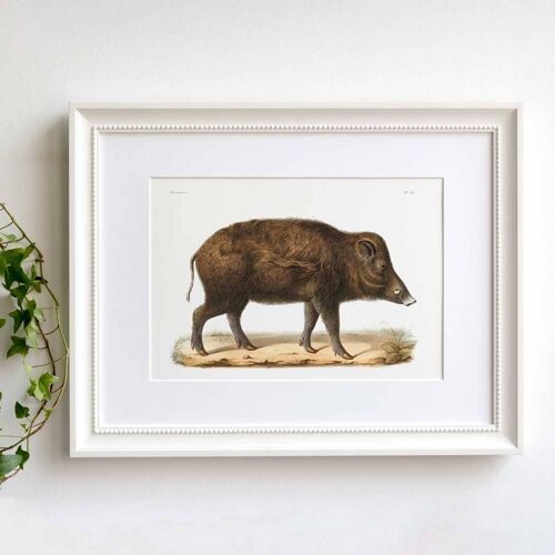 Wild boar A5 size print, woodland animal decor, hunting gift
