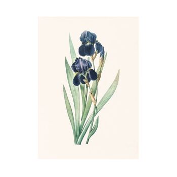 Impression d'art botanique de taille Purple Iris A5, décor floral élégant à la maison 4