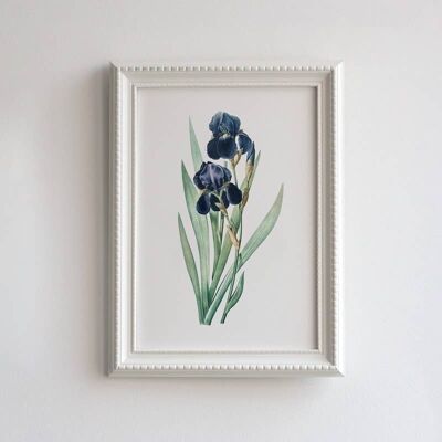 Purple Iris A5 size botanical art print, elegant floral home decor