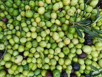 Huile d'olive extra vierge sicilienne Verdolì - 0,25 cl - CAN 3