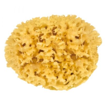 Natural sea sponge