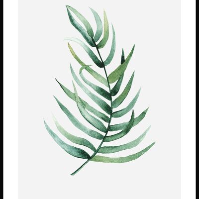 Affiche Pteris Vittata Plante - 40 x 30 cm