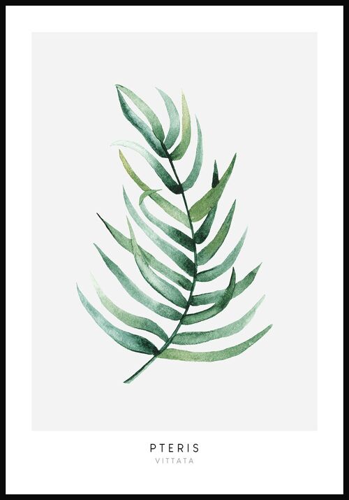 Poster Pteris Vittata Pflanze - 30 x 21 cm