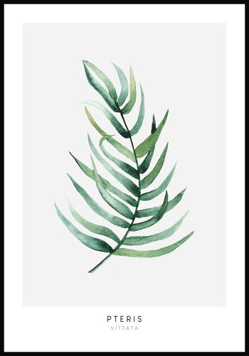 Affiche Pteris Vittata Plante - 30 x 21cm 1