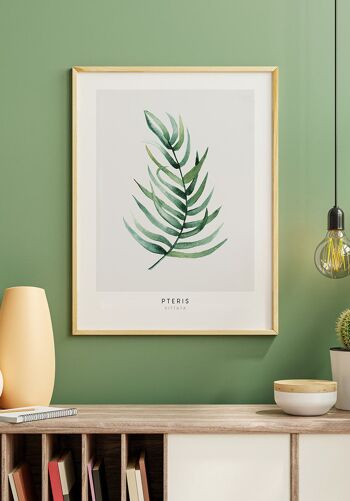 Affiche Pteris Vittata Plante - 30 x 21cm 2