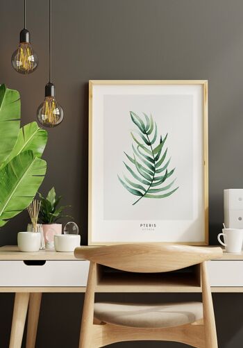 Affiche Pteris Vittata Plante - 30 x 21cm 3