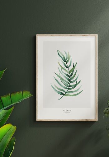 Affiche Pteris Vittata Plante - 30 x 21cm 4