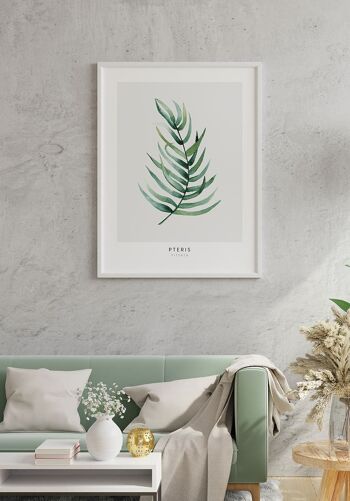 Affiche Pteris Vittata Plante - 30 x 21cm 5