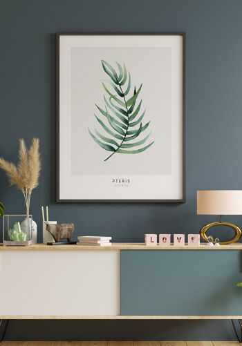 Affiche Pteris Vittata Plante - 30 x 21cm 6