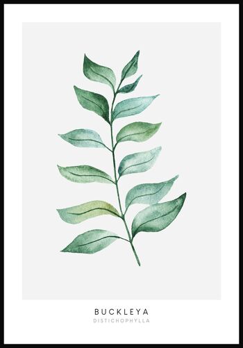 Affiche Buckleya distichophylla plante - 30 x 21 cm 1